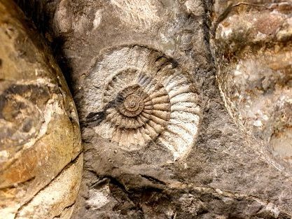 cropped-cropped-istockphoto-1201727864-170667a.jpg